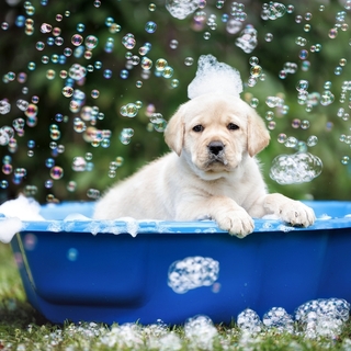 愛犬のお風呂がもっとラクになる！時短＆快適にできる便利グッズ特集