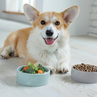 愛犬のフードローテーション完全ガイド｜負担をかけない正しいやり方・注意点を解説