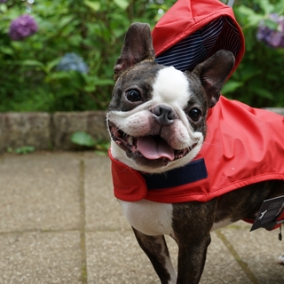 梅雨でも快適！犬とのお散歩を楽しむコツと便利グッズ