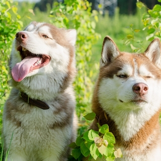 “バカ可愛い”が止まらない！ハスキー犬の魅力とユニークな性格