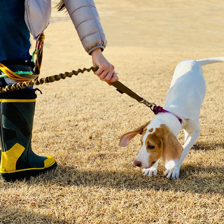 愛犬がお散歩から帰りたがらない理由とは？対処法と上手な切り替え方