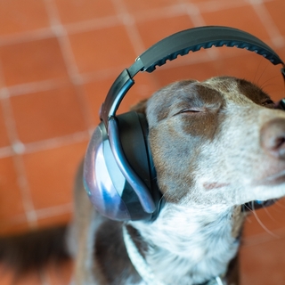 犬が思わず反応する音とは？理由と上手な活用法を解説