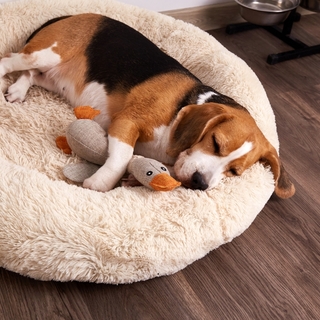 犬がしっかりリラックスできる環境づくり｜安心できる習慣とおすすめグッズ