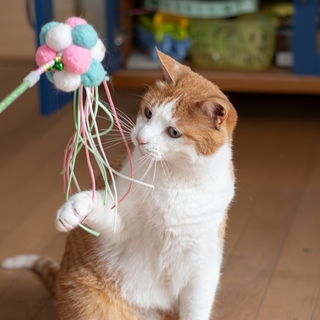 猫が飽きずに遊べる！長く楽しめるおもちゃの選び方とおすすめを紹介
