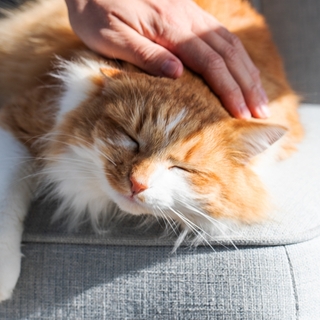 猫が“撫でろ”とアピールする理由と、上手ななで方のコツ