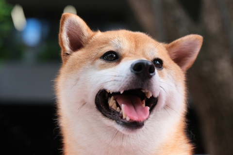 柴犬の平均寿命は何年?年齢の目安や長生きのポイントを紹介