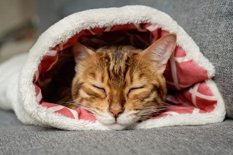 猫は冬のお留守番でも大丈夫?寒さ対策や快適に過ごすポイントを解説