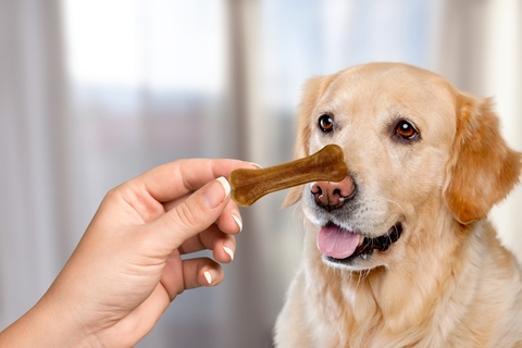犬におやつは毎日あげても大丈夫?適量やおすすめのおやつの選び方を解説