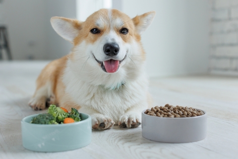 愛犬のごはんにおすすめのトッピングは?メリットや注意点、おすすめ食材を解説