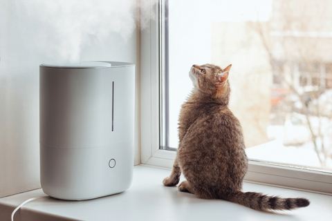 猫も乾燥対策が必要!乾燥による影響や今日からできるケア方法を解説