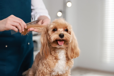 犬の静電気はどう防ぐ?原因や対策方法、おすすめグッズを紹介