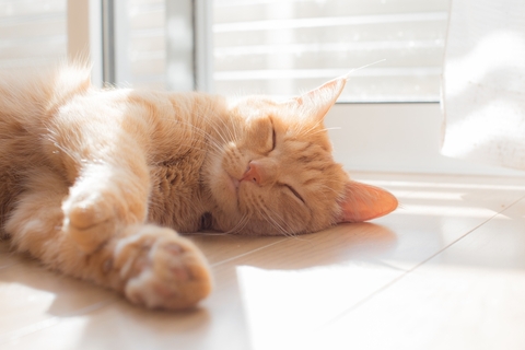 猫に床暖房は使える?メリットと注意点、寒さ対策グッズを紹介