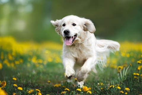 犬の平均寿命は何年?年齢の目安や長生きのポイントを紹介