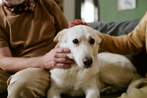 犬を長生きさせるには?毎日の暮らしで意識したいこと