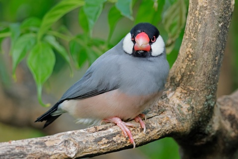 文鳥の平均寿命は何年?年齢の目安や長生きのポイントを紹介