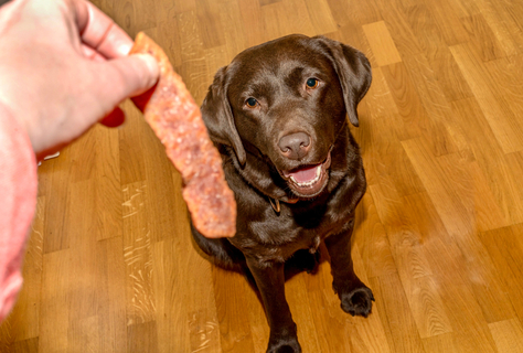 犬にベーコンはng 理由や食べた際の対処方法をご紹介 Uchinoco うちの子