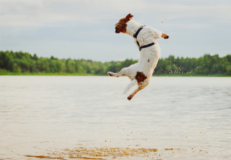 犬のジャンプは危険 愛犬にあたえる影響やジャンプを防ぐ方法 Uchinoco うちの子