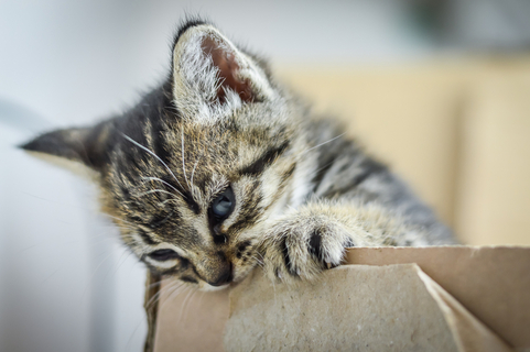 猫はなぜ段ボール箱が好きなの 猫が段ボールを噛む理由も解説 Uchinoco うちの子