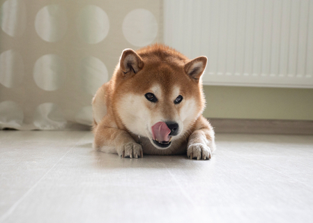 犬が床をなめるのはなぜ 理由や対処法をご紹介 Uchinoco うちの子