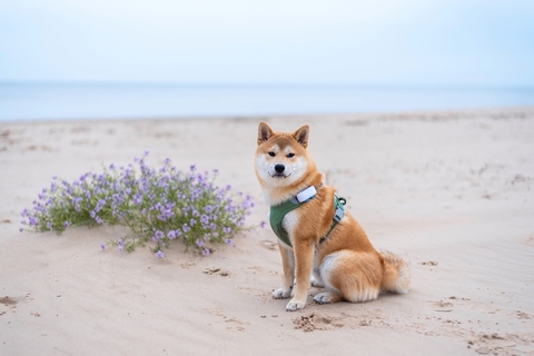 画像素材、写真、ベクター画像、動画、音楽素材 | Shutterstock