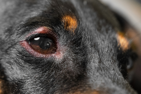 犬の目の周りが赤いのは病気が原因 対処方法も解説 Uchinoco うちの子