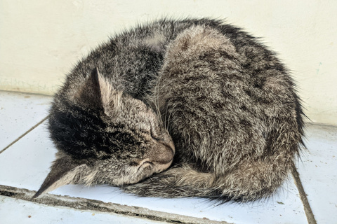 猫が丸まって寝る理由は？おすすめの丸いベッド 5選 | UCHINOCO ＜うち 