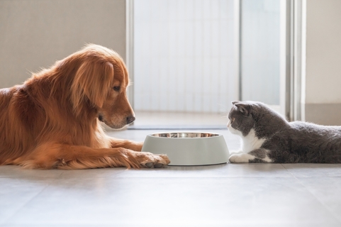 画像素材、写真、ベクター画像、動画、音楽素材 | Shutterstock