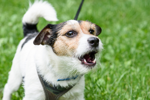 犬に吠えられるのはなぜ 吠えられる人の特徴や行動を解説 Uchinoco うちの子