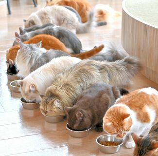 TOP｜猫カフェ MOCHA(モカ)