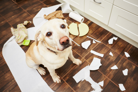 犬がわがままになるのはなぜ 原因やしつけ方法を解説 Uchinoco うちの子