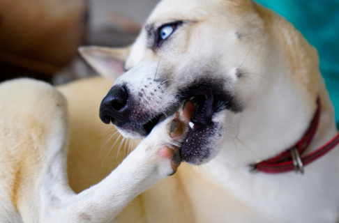 犬が自分の足を噛んだり舐めたりするのはなぜ 原因や対処方法を解説 Uchinoco うちの子