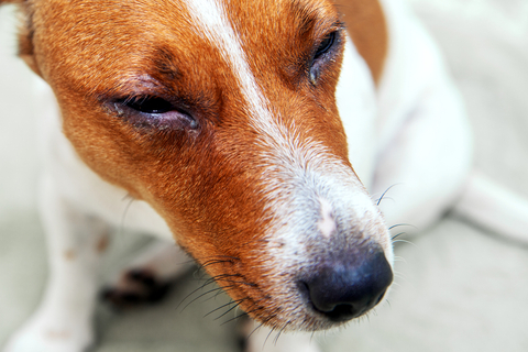 犬の目やにはどうやって取れば良い 正しい犬の目やにの取り方を解説 Uchinoco うちの子