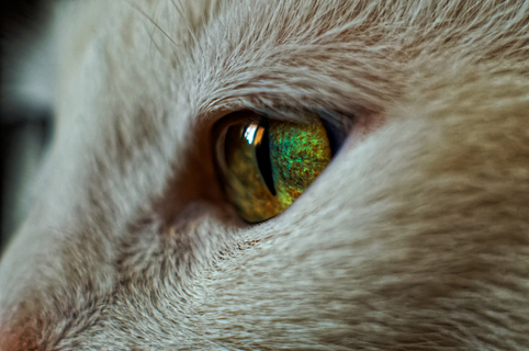 猫の眼はどういう仕組みになっている？猫の眼の瞳孔について解説