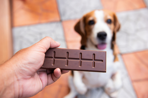 犬にチョコレートを与えるのは絶対ng 致死量についても解説 Uchinoco うちの子