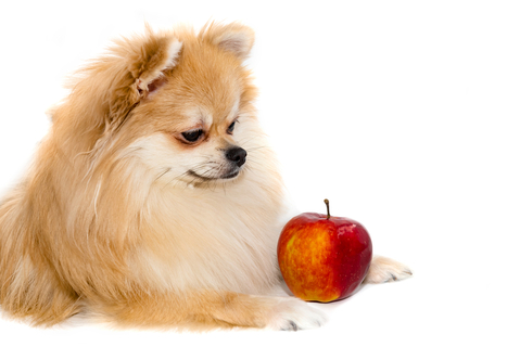犬はりんごを食べても大丈夫 与え方や栄養素を解説 Uchinoco うちの子